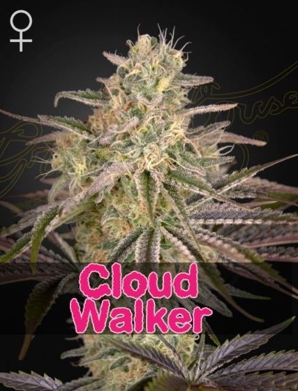 Cloud Walker - Green House Seeds