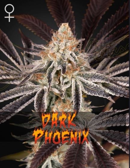 Dark Phoenix - Green House Seeds