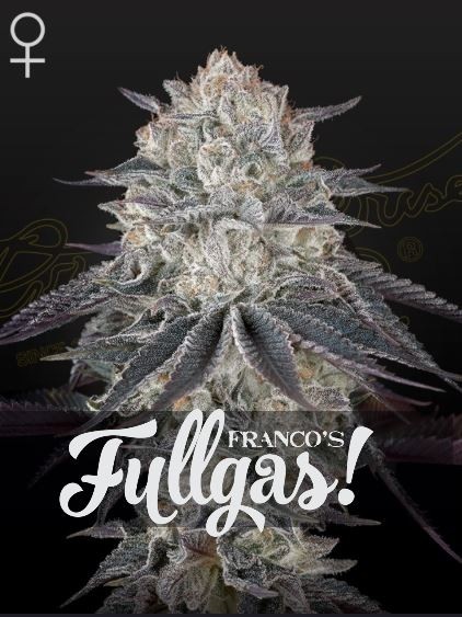 Franco's Fullgas! - Green House Seeds