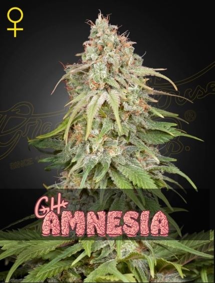 GH Amnesia - Green House Seeds