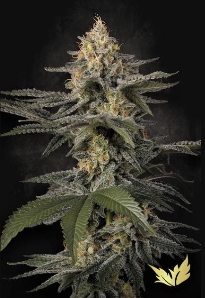 Glowstarz - Paradise Seeds