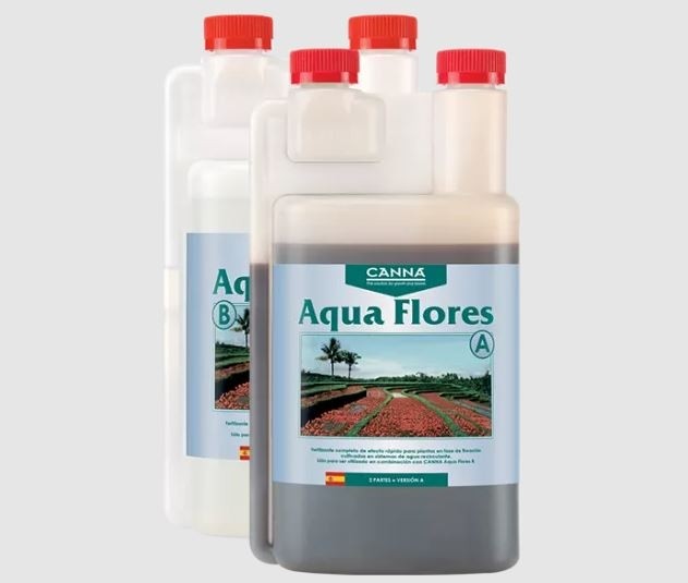 Aqua flores canna