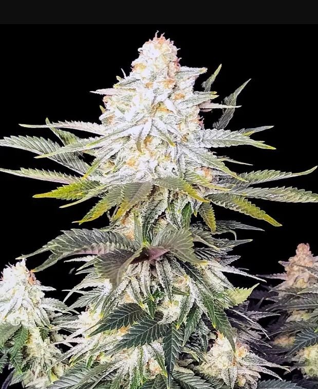 Amnesia - Ganja Farmers