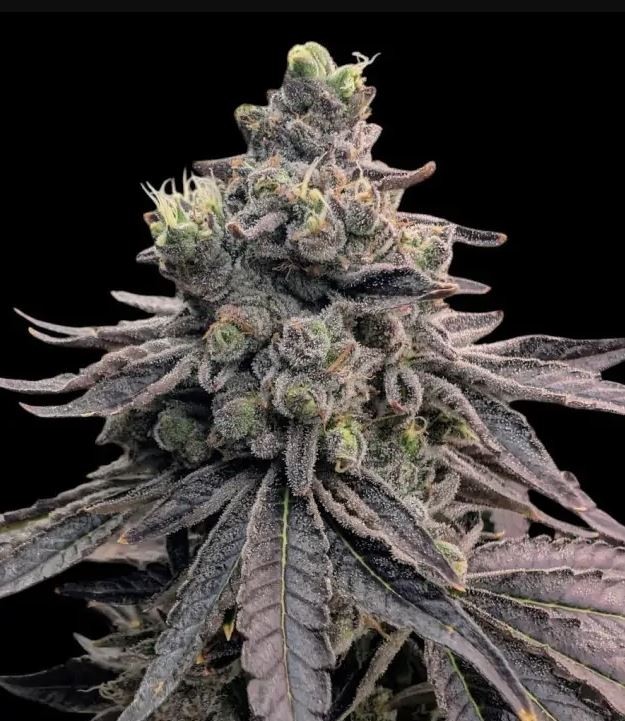 Apple Fritter - Ganja Farmers