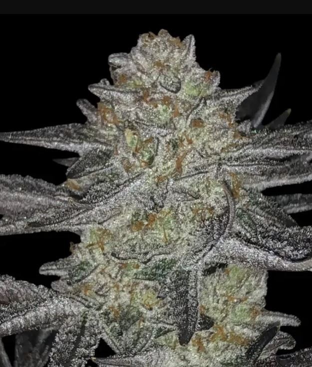 Blue Zushi - Ganja Farmer