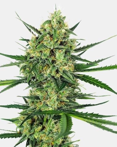 Tangerine Sugar - Sensi Seeds