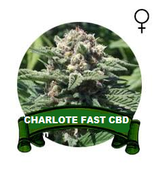 Charlote Fast CBD Houseplant Seeds