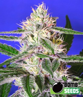 Cheese Bomb – Bomb Seeds