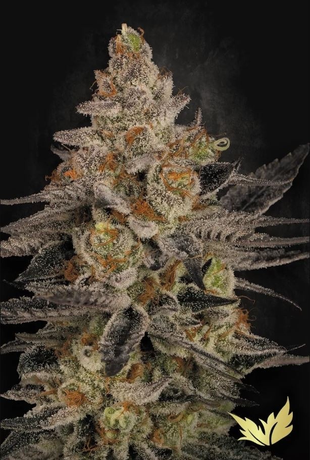 Chocolate Wafflez - Paradise Seeds