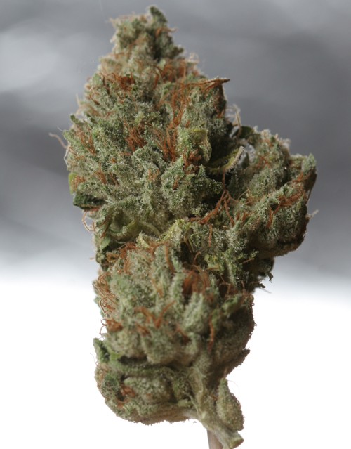 Cold Creek Kush Regular – T.H. Seeds