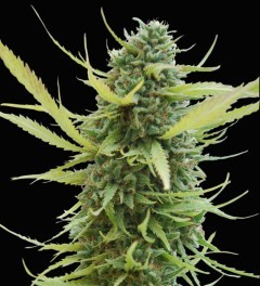 Colombian Gold - World Of Seeds