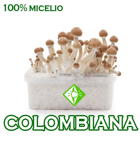 venta online pan setas colombianas