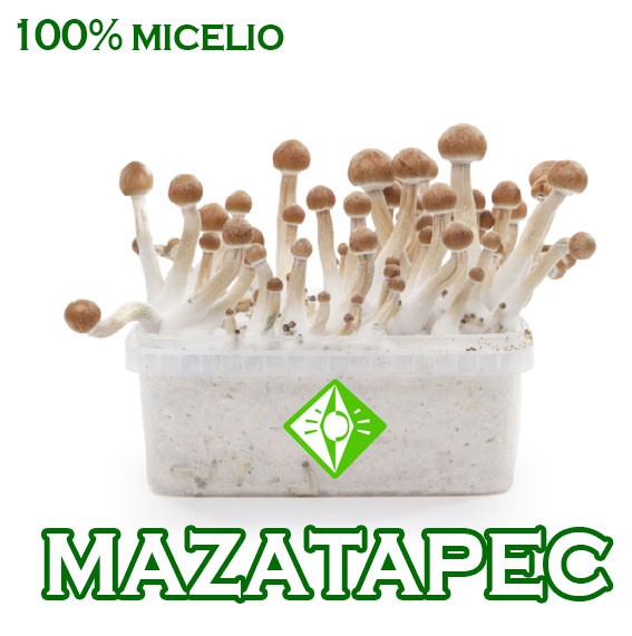 venta online pan setas mazatapec