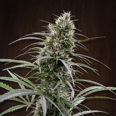 Congo Femenina – Ace Seeds