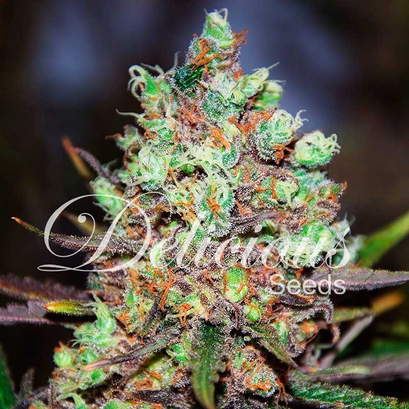 Cotton Candy - Delicious Seeds