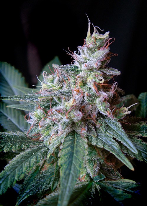 Cream Caramel F1 Fast Version Sweet Seeds