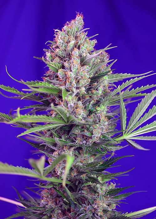 Cream Mandarine F1 Fast Version Sweet Seeds