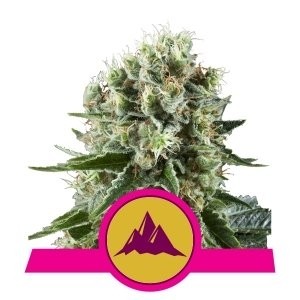 comprar semilla critical kush de royal queen seeds