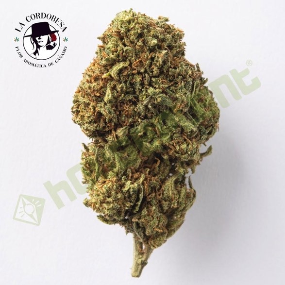 Critical - La Cordobesa