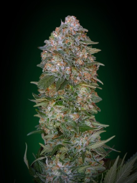 Critical Soma - Advanced Seeds (Semilla)