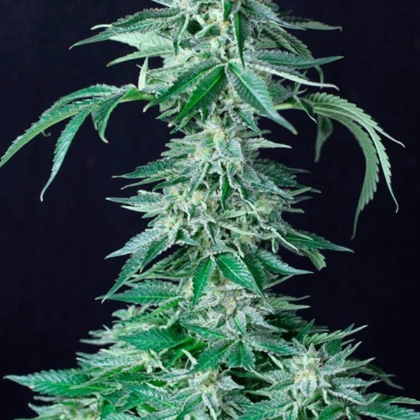 comprar semillas custom x de pure seeds