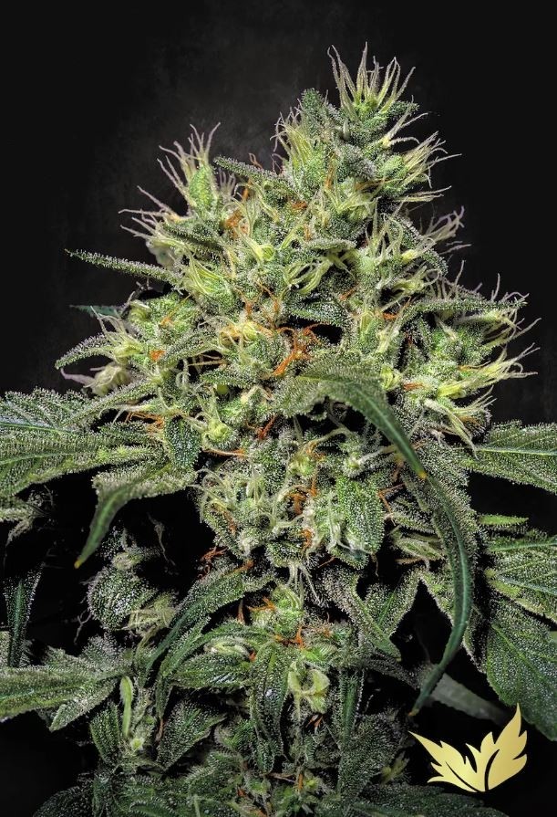 Dutch Dragon - Paradise Seeds