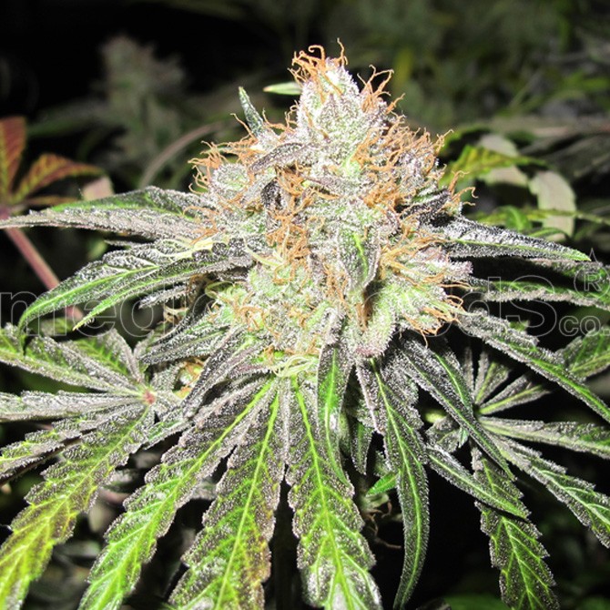 semillas-deep-neville-haze-regular-medical-seeds