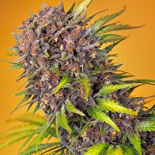 Diablo Rojo XL Auto - Sweet Seeds