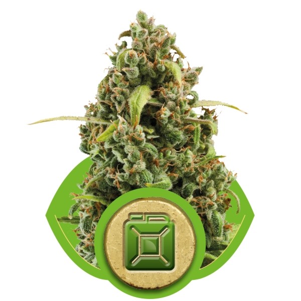 Diesel Auto – Royal Queen