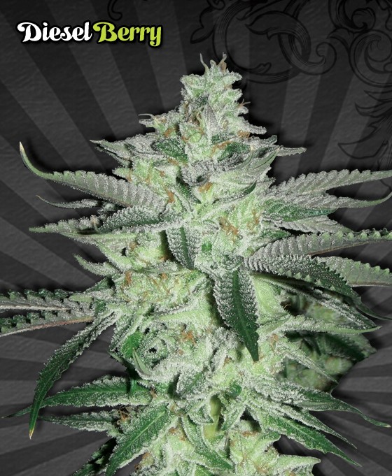 Diesel Berry – Auto Seeds