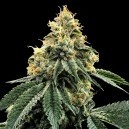 comprar semillas khoser kush - DNA Genetics