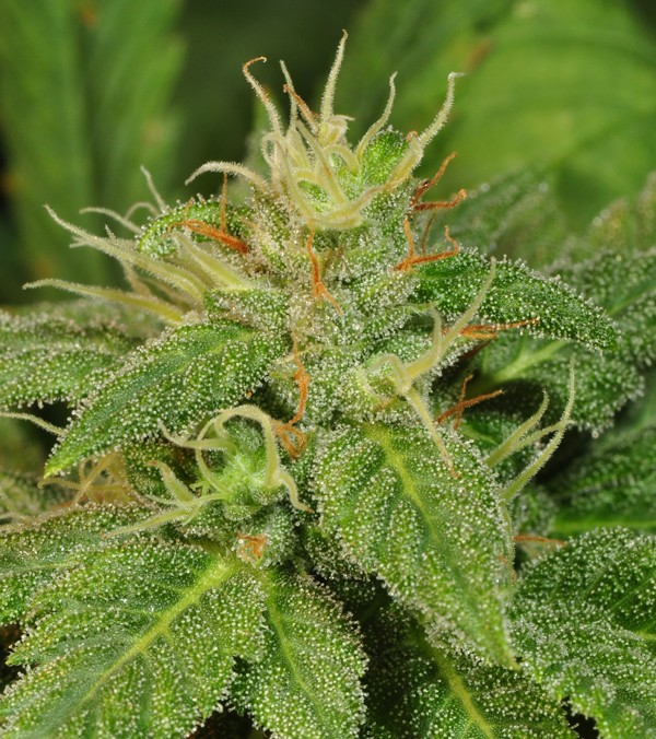 Electric Lemon G Regular – T.H. Seeds