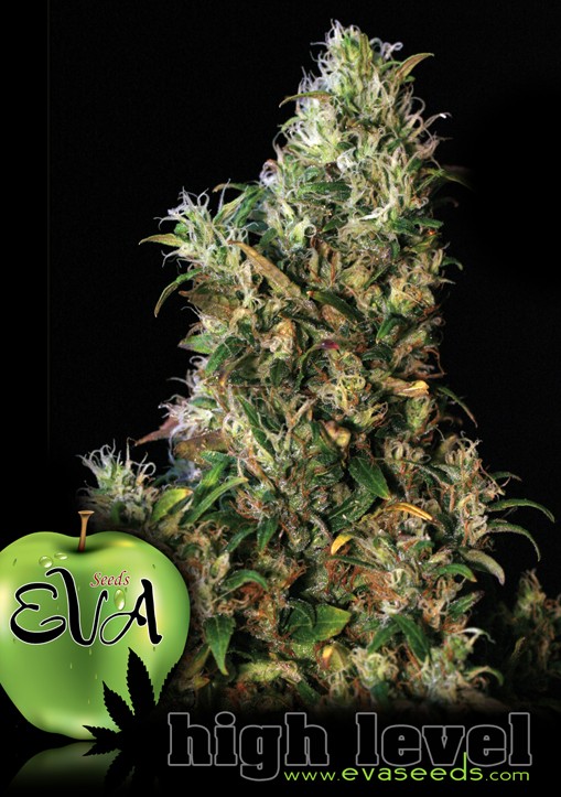 High Level - Eva Seeds