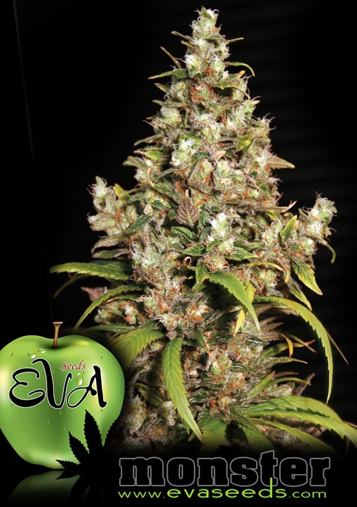 Monster - Eva Seeds