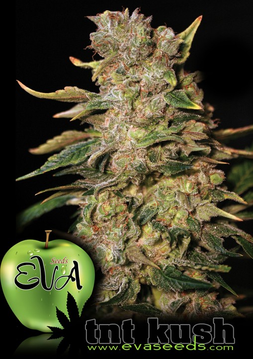 Tnt Kush - Eva Seeds