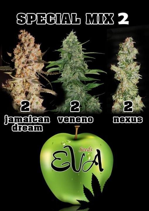 Special Mix 2 - Eva Seeds