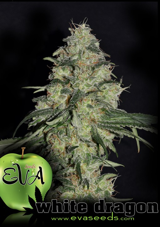 White Dragon - Eva Seeds