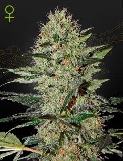 Exodus Cheese Auto - Green House Seeds