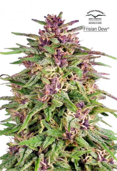 Frisian Dew – Dutch Passion