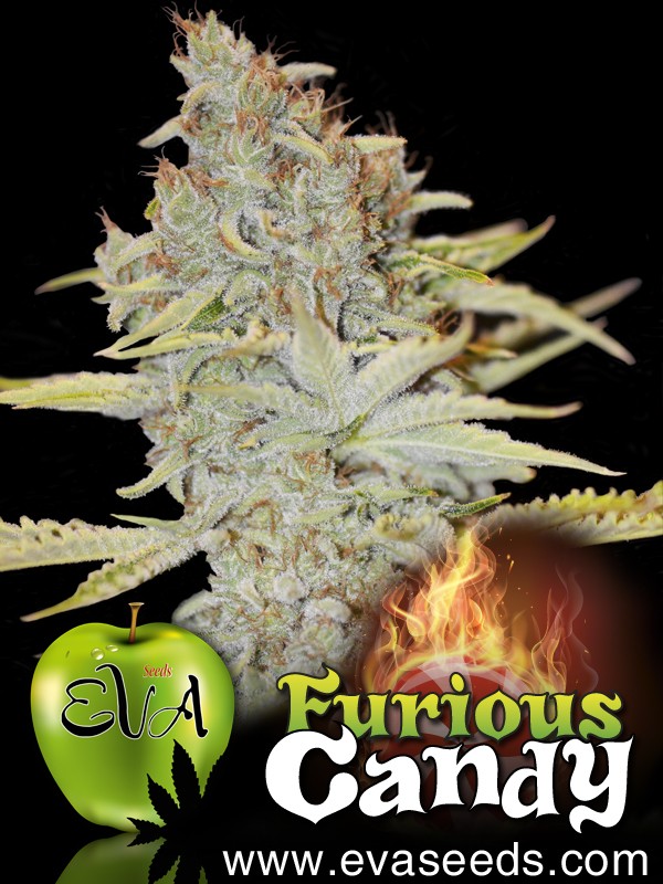 furious-candy-eva-seeds