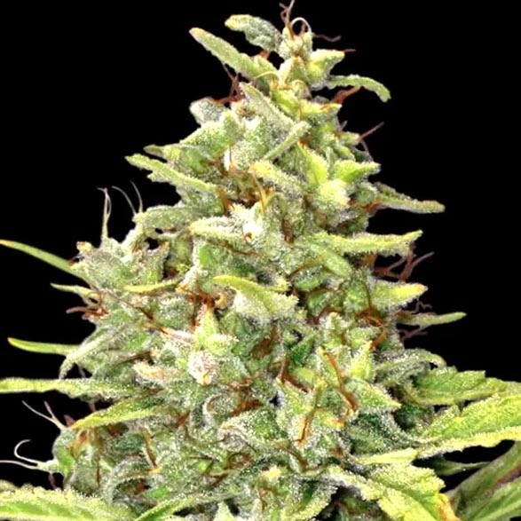 G13 Haze – Barney's Farm