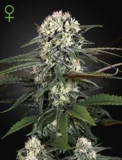Auto-Bomb - Green House Seeds