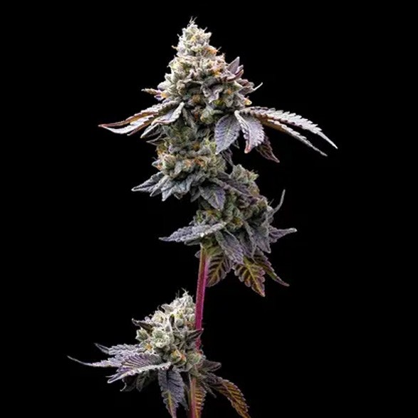GMO Cookies - Barney´s Farm - 90% Indica