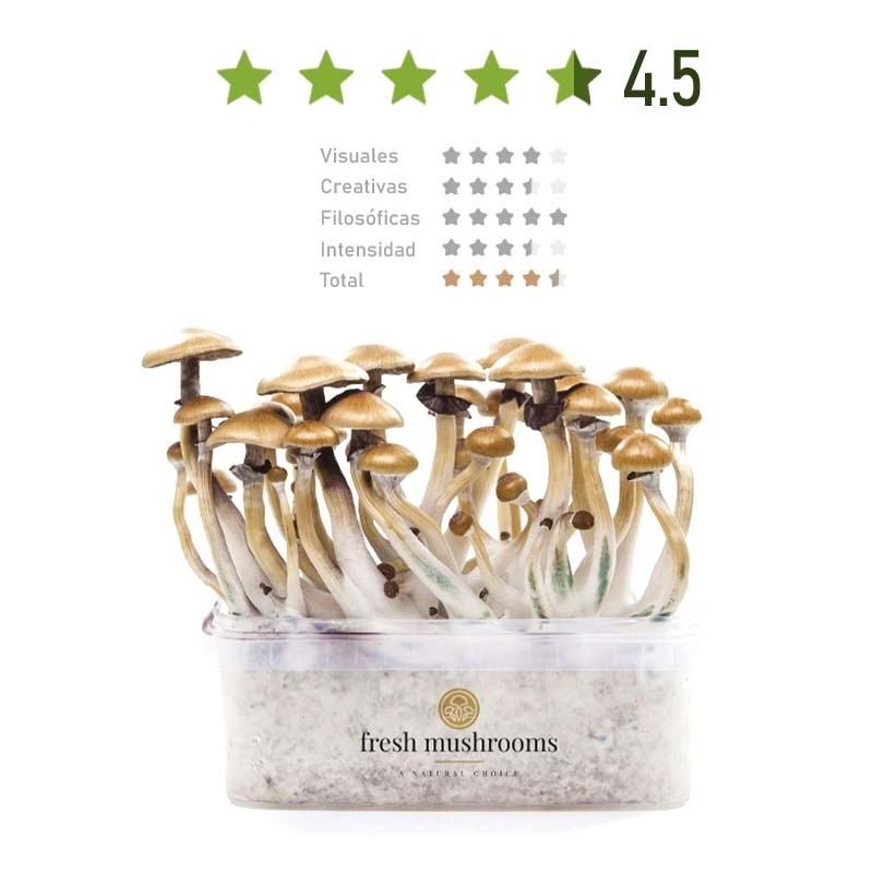 KIT SETAS GOLDEN TEACHER MICELIO 100%