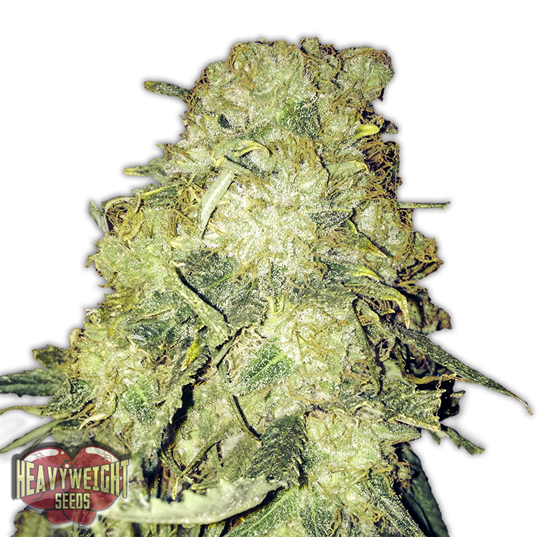 Goldmine - Heavy Weight Seeds