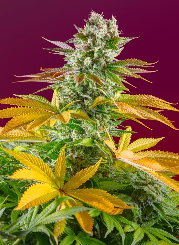 Gorilla Girl F1 Fast Version Sweet Seeds 