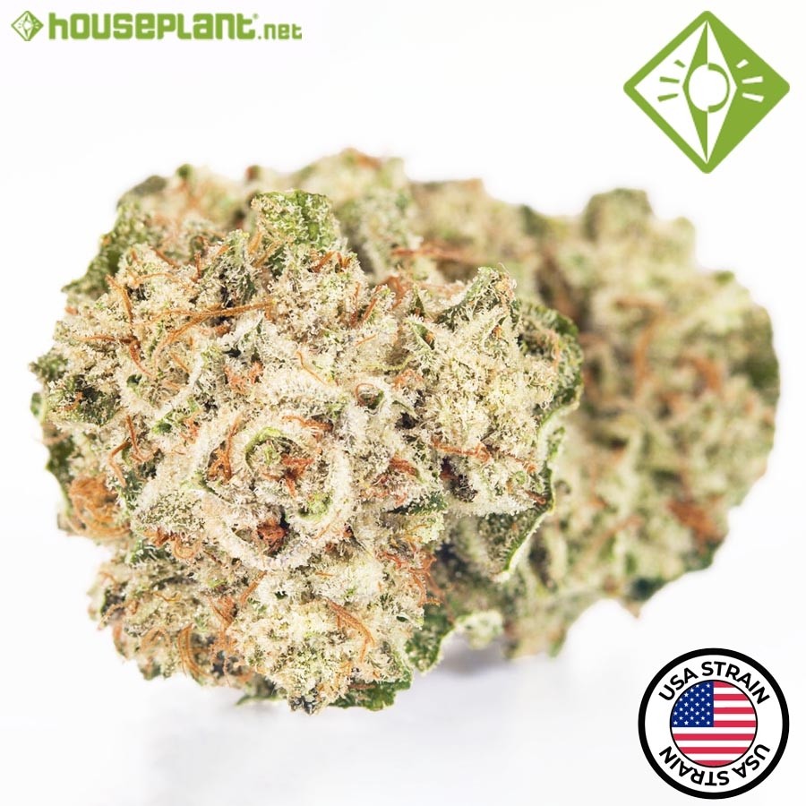 Gorilla Glue 4 - Houseplant Seeds - 3 Semillas Feminizadas