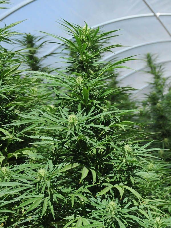 Green Crack 2.0 100% Humboldt Seed Organization