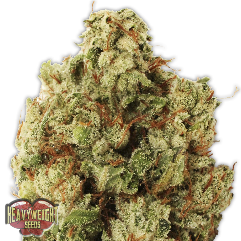 comprar semillas green ninja de heavy weight seeds