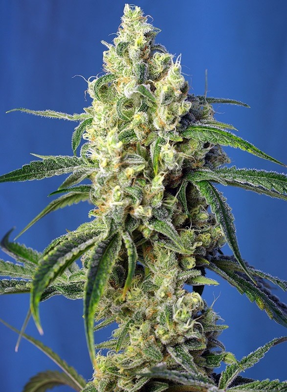 semillas green poison cbd de sweet seeds